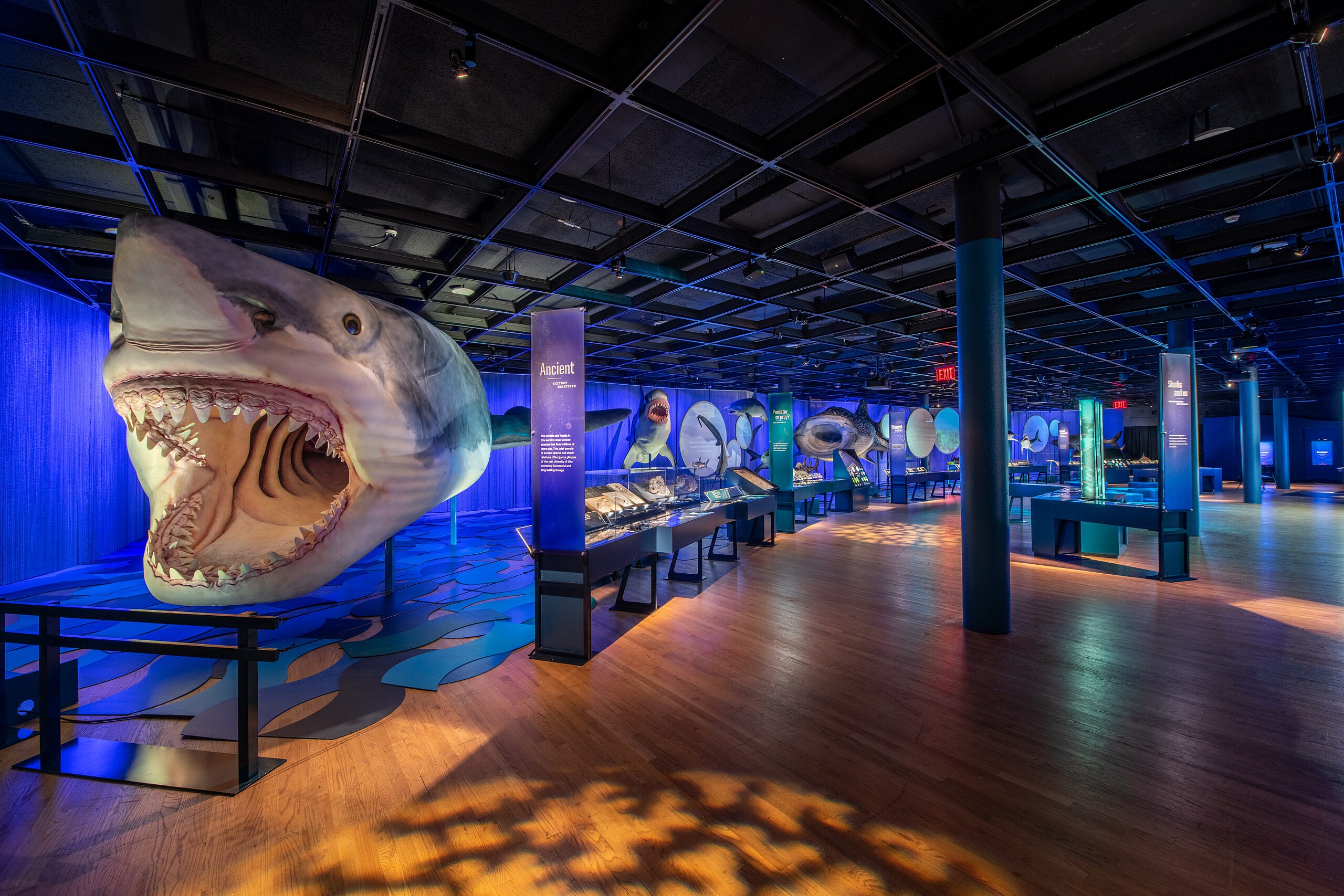 Image of the Sharks exhibition with life-sized models of sharks.
